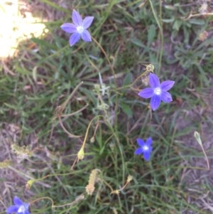 Wahlenbergia sp. at Collector, NSW - 20 Nov 2020 12:11 PM