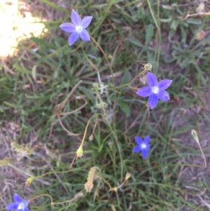 Wahlenbergia sp. at Collector, NSW - 20 Nov 2020