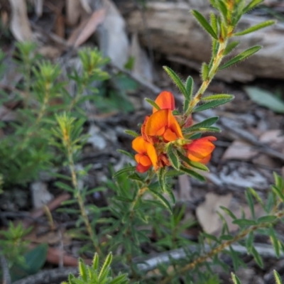 Pultenaea subspicata (Low Bush-pea) at Currawang, NSW - 20 Nov 2020 by camcols