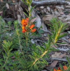 Pultenaea subspicata at Currawang, NSW - 20 Nov 2020