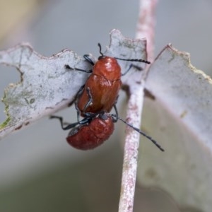 Aporocera (Aporocera) haematodes at Hawker, ACT - 13 Nov 2020 12:05 PM