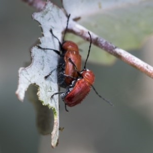 Aporocera (Aporocera) haematodes at Hawker, ACT - 13 Nov 2020 12:05 PM