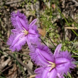 Thysanotus tuberosus subsp. tuberosus at Hackett, ACT - 18 Nov 2020