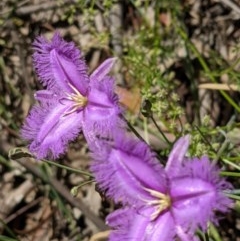 Thysanotus tuberosus subsp. tuberosus (Common Fringe-lily) at Hackett, ACT - 18 Nov 2020 by abread111
