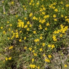 Goodenia pinnatifida (Scrambled Eggs) at Mount Majura - 18 Nov 2020 by abread111