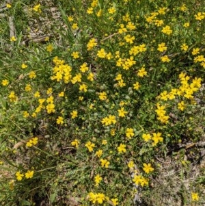 Goodenia pinnatifida at Downer, ACT - 18 Nov 2020