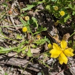 Goodenia pinnatifida at Downer, ACT - 18 Nov 2020