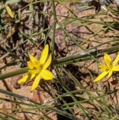 Tricoryne elatior (Yellow Rush Lily) at Hackett, ACT - 18 Nov 2020 by abread111