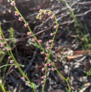 Gonocarpus tetragynus at Currawang, NSW - 20 Nov 2020