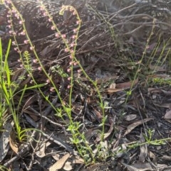 Gonocarpus tetragynus at Currawang, NSW - suppressed