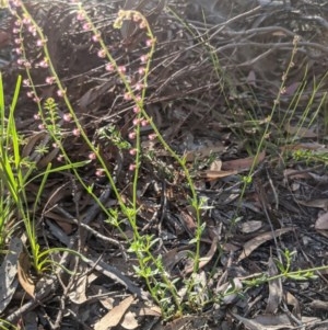 Gonocarpus tetragynus at Currawang, NSW - suppressed