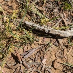 Lomandra filiformis (Wattle Mat-rush) at Downer, ACT - 18 Nov 2020 by abread111