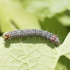 Phalaenoides glycinae (Grapevine Moth) at Higgins, ACT - 14 Nov 2020 by AlisonMilton