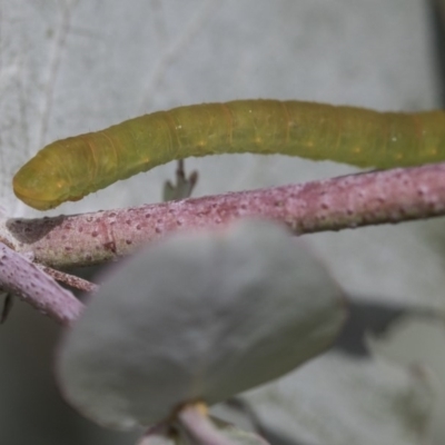 Geometridae (family) IMMATURE at Scullin, ACT - 13 Nov 2020 by AlisonMilton