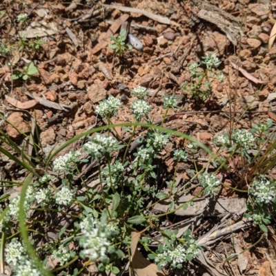 Poranthera microphylla (Small Poranthera) at Mount Majura - 17 Nov 2020 by abread111