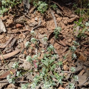 Poranthera microphylla at Downer, ACT - 18 Nov 2020