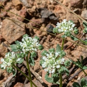 Poranthera microphylla at Downer, ACT - 18 Nov 2020