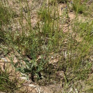 Hackelia suaveolens at Watson, ACT - 16 Nov 2020 11:42 PM