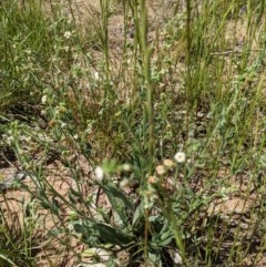 Hackelia suaveolens at Watson, ACT - 16 Nov 2020 11:42 PM