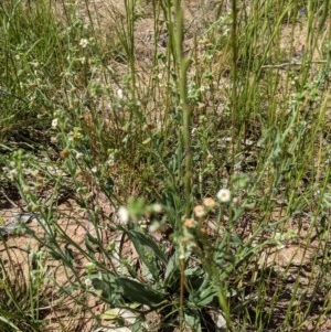 Hackelia suaveolens at Watson, ACT - 16 Nov 2020 11:42 PM