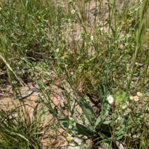 Hackelia suaveolens at Watson, ACT - 16 Nov 2020 11:42 PM