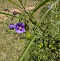 Solanum linearifolium (Kangaroo Apple) at Hackett, ACT - 18 Nov 2020 by abread111