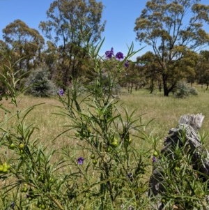 Solanum linearifolium at Hackett, ACT - 18 Nov 2020 12:23 PM