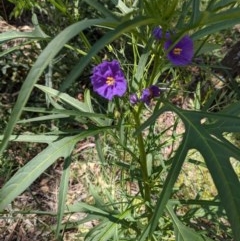 Solanum linearifolium (Kangaroo Apple) at Hackett, ACT - 18 Nov 2020 by abread111