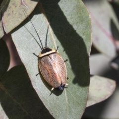 Ellipsidion australe (Austral Ellipsidion cockroach) at Hawker, ACT - 13 Nov 2020 by AlisonMilton