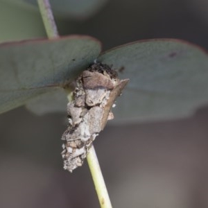 Psychidae (family) IMMATURE at Hawker, ACT - 13 Nov 2020 12:08 PM