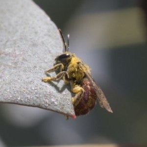 Lasioglossum (Parasphecodes) sp. (genus & subgenus) at Scullin, ACT - 13 Nov 2020 12:26 PM