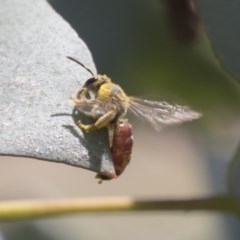 Lasioglossum (Parasphecodes) sp. (genus & subgenus) at Scullin, ACT - 13 Nov 2020 12:26 PM