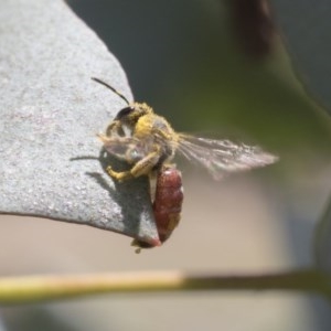 Lasioglossum (Parasphecodes) sp. (genus & subgenus) at Scullin, ACT - 13 Nov 2020 12:26 PM