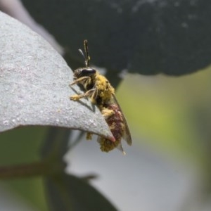 Lasioglossum (Parasphecodes) sp. (genus & subgenus) at Scullin, ACT - 13 Nov 2020 12:26 PM