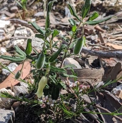 Billardiera scandens (Hairy Apple Berry) at Currawang, NSW - 20 Nov 2020 by camcols