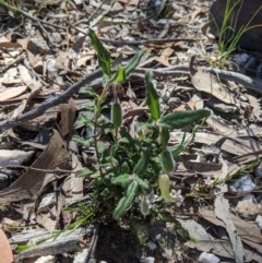 Billardiera scandens at Currawang, NSW - suppressed