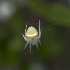 Araneus circulissparsus (species group) (Speckled Orb-weaver) at Higgins, ACT - 9 Nov 2020 by AlisonMilton