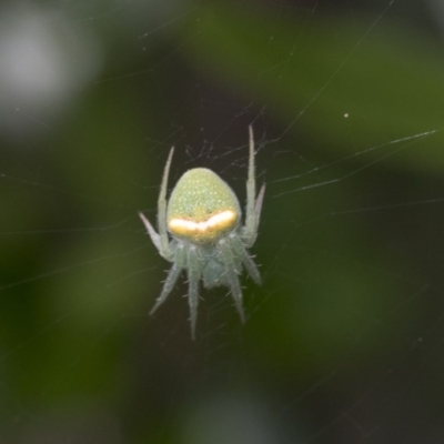 Araneus circulissparsus (species group) (Speckled Orb-weaver) at Higgins, ACT - 9 Nov 2020 by AlisonMilton