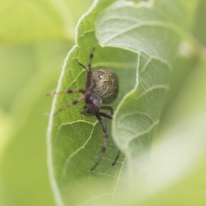 Araneus hamiltoni at Higgins, ACT - 9 Nov 2020