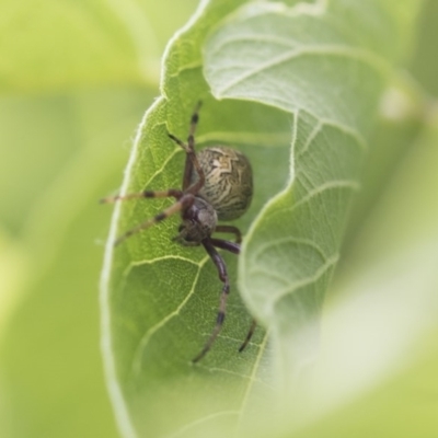 Araneus hamiltoni (Hamilton's Orb Weaver) at Higgins, ACT - 8 Nov 2020 by AlisonMilton