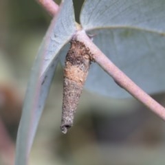 Lepidoscia (genus) IMMATURE (Unidentified Cone Case Moth larva, pupa, or case) at Scullin, ACT - 13 Nov 2020 by AlisonMilton