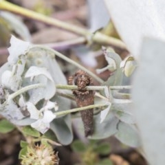 Lepidoscia (genus) IMMATURE at Scullin, ACT - 13 Nov 2020