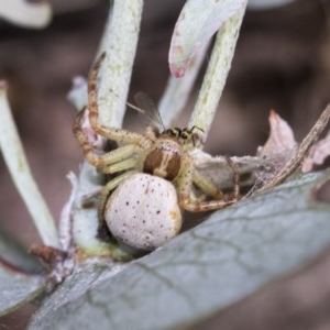 Zygometis xanthogaster at Scullin, ACT - 13 Nov 2020