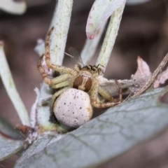 Zygometis xanthogaster (Crab spider or Flower spider) at Scullin, ACT - 13 Nov 2020 by AlisonMilton
