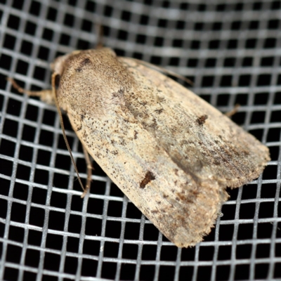 Proteuxoa hypochalchis (Black-bar Noctuid) at O'Connor, ACT - 18 Nov 2020 by ibaird