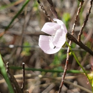 Drosera auriculata at Cook, ACT - 7 Nov 2020 04:43 PM