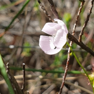 Drosera auriculata (Tall Sundew) at Cook, ACT - 7 Nov 2020 by drakes