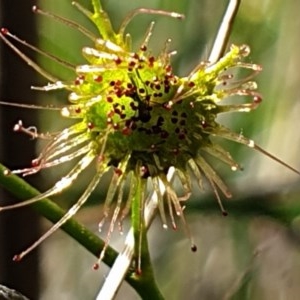 Drosera auriculata at Cook, ACT - 7 Nov 2020 04:43 PM