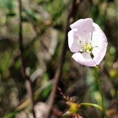 Drosera auriculata at Cook, ACT - 7 Nov 2020 04:43 PM