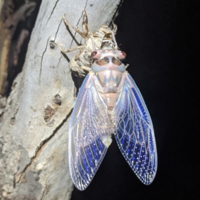 Psaltoda moerens (Redeye cicada) at Lions Youth Haven - Westwood Farm - 20 Nov 2020 by HelenCross
